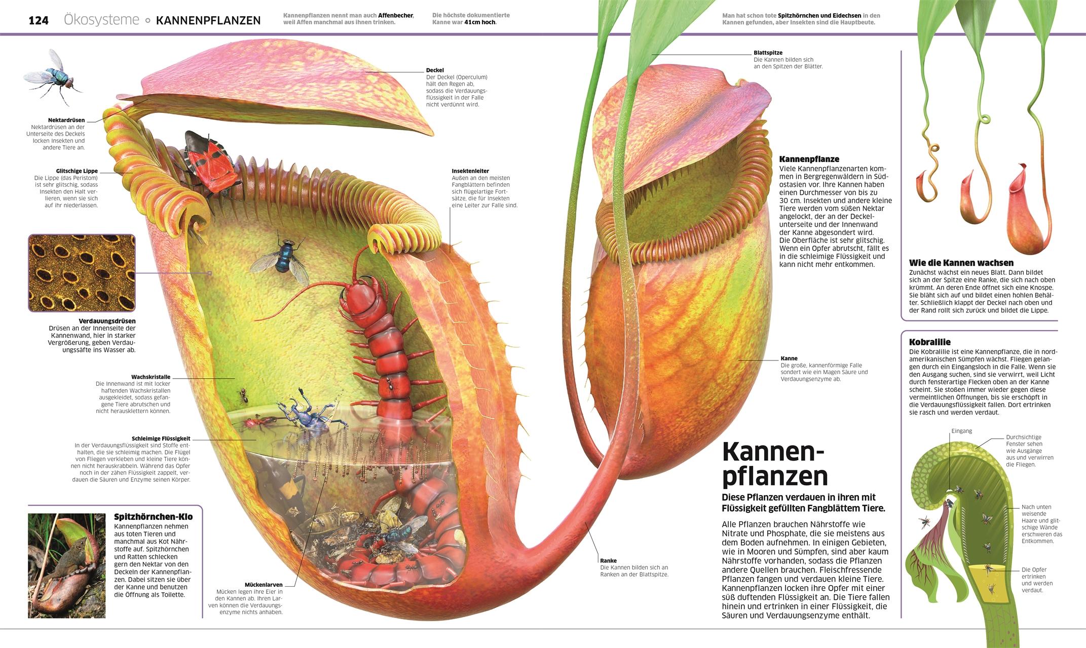 Beispielinhalt (Bild) DK Wissen. Pflanzen und Pilze