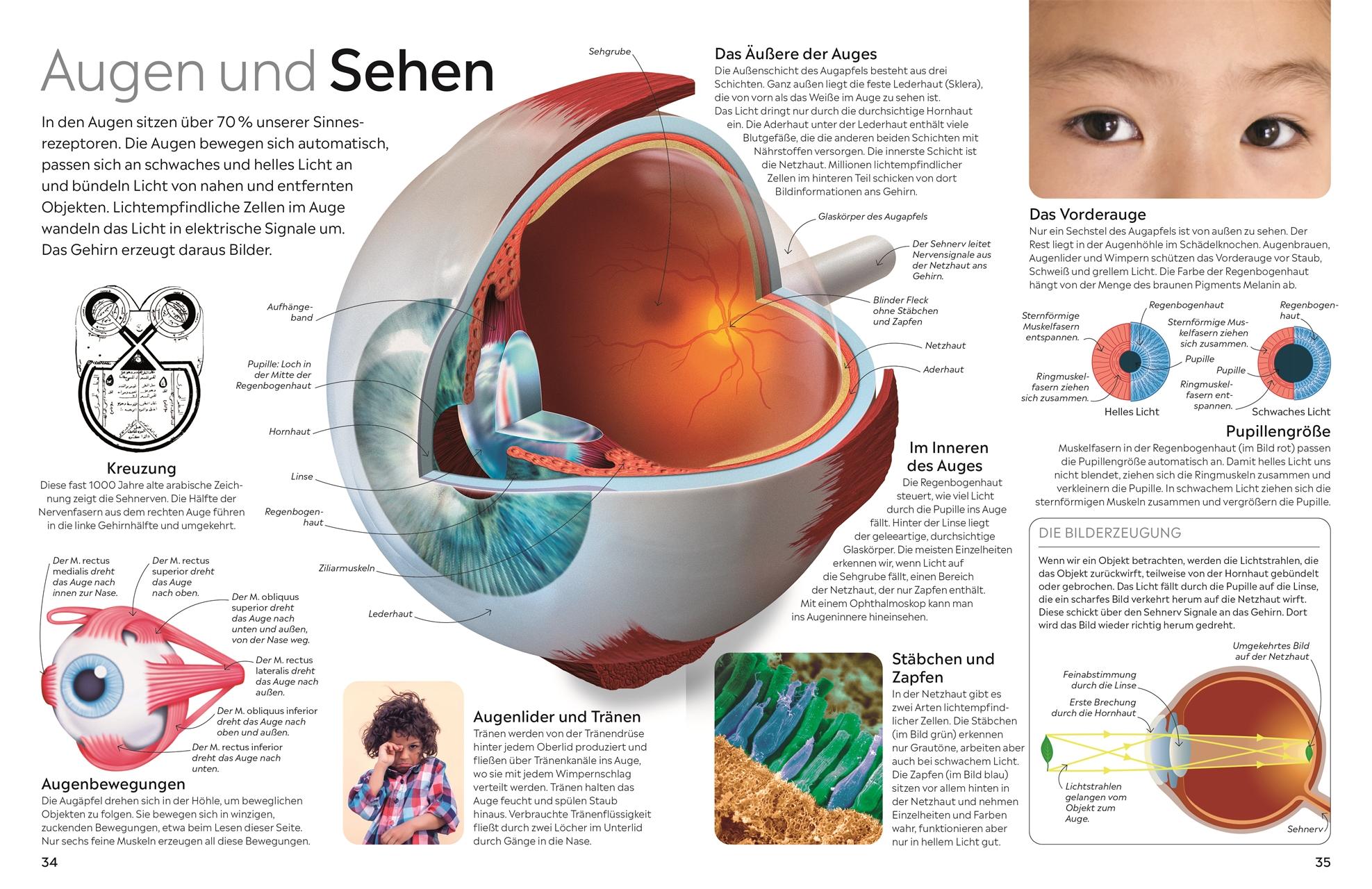 Beispielinhalt (Bild) memo Wissen. Körper