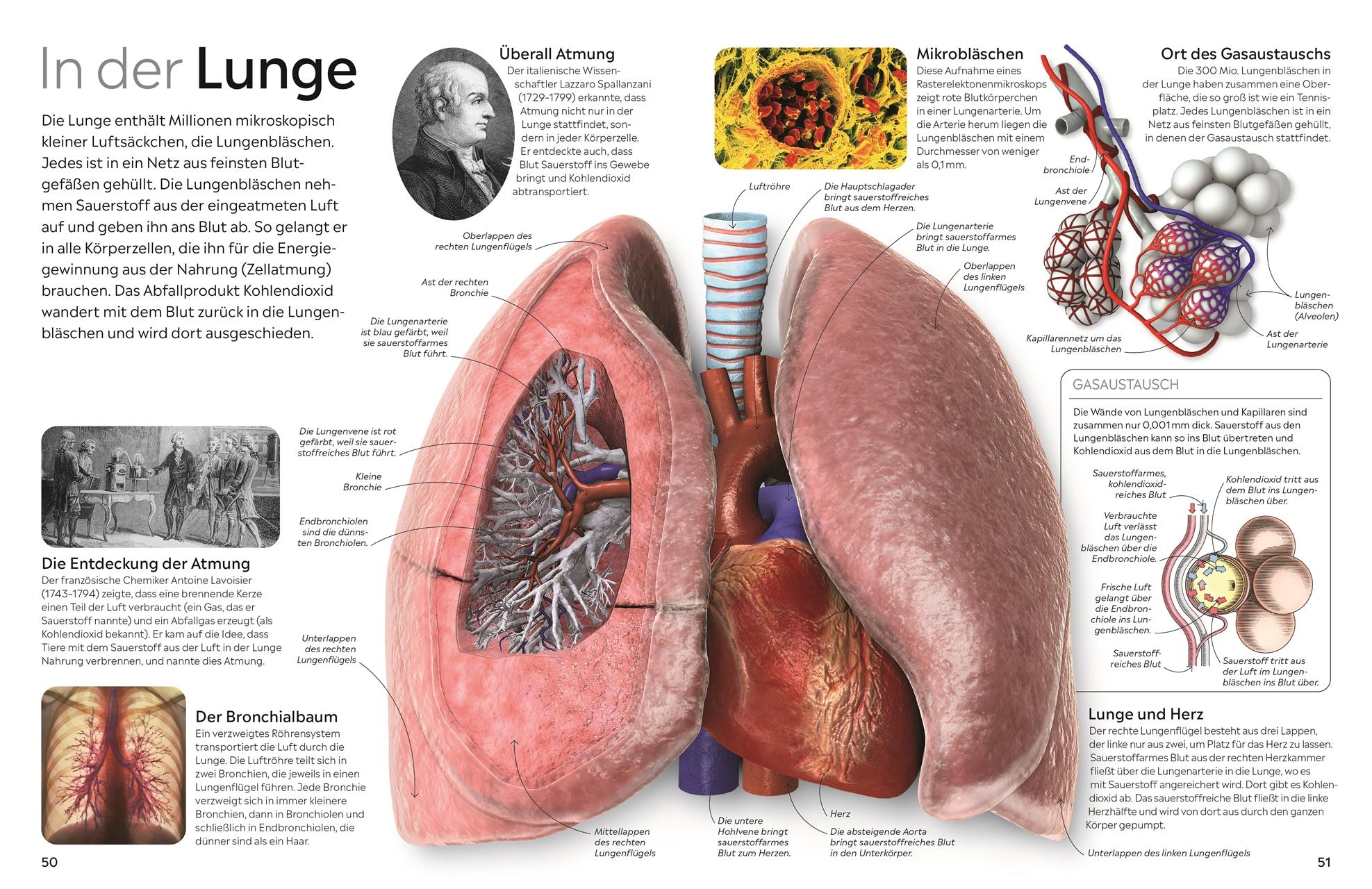 Beispielinhalt (Bild) memo Wissen. Körper