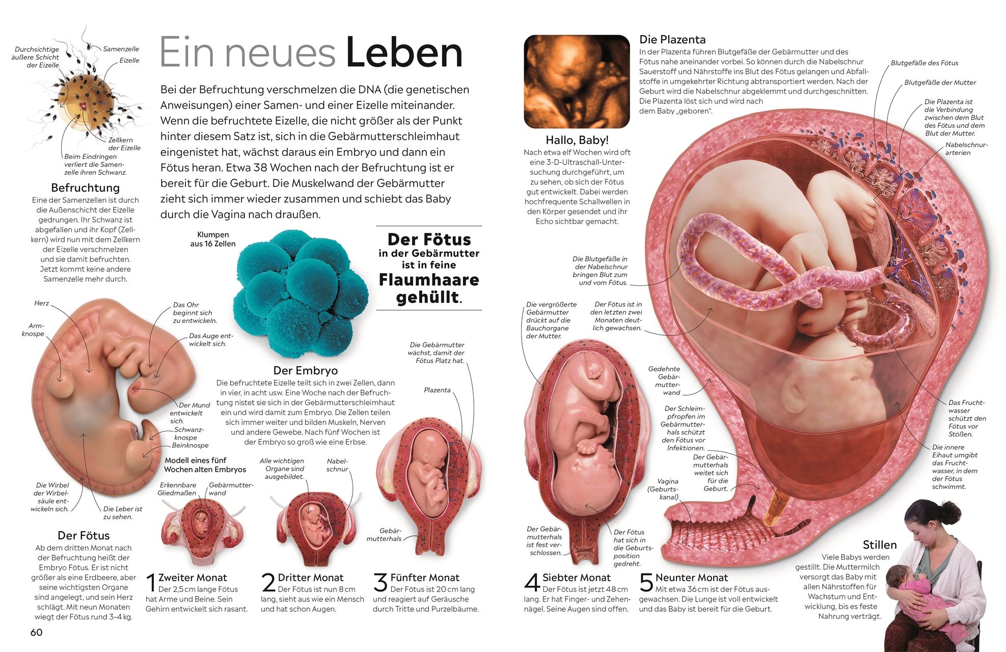 Beispielinhalt (Bild) memo Wissen. Körper