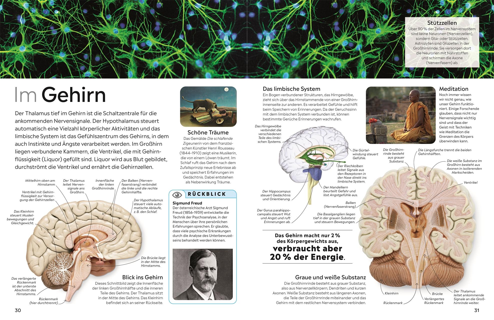 Beispielinhalt (Bild) memo Wissen. Körper