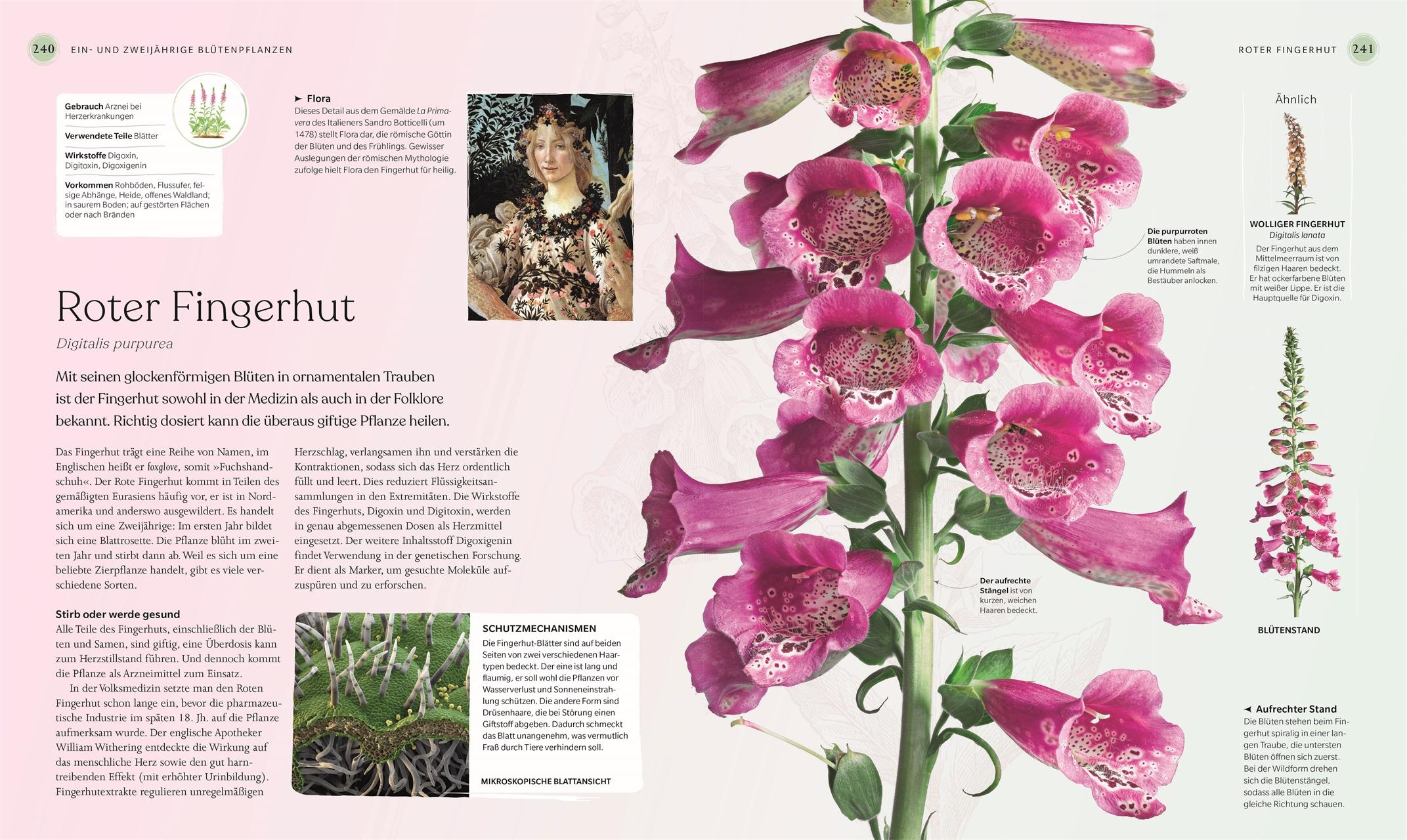 Beispielinhalt (Bild) Heilpflanzen