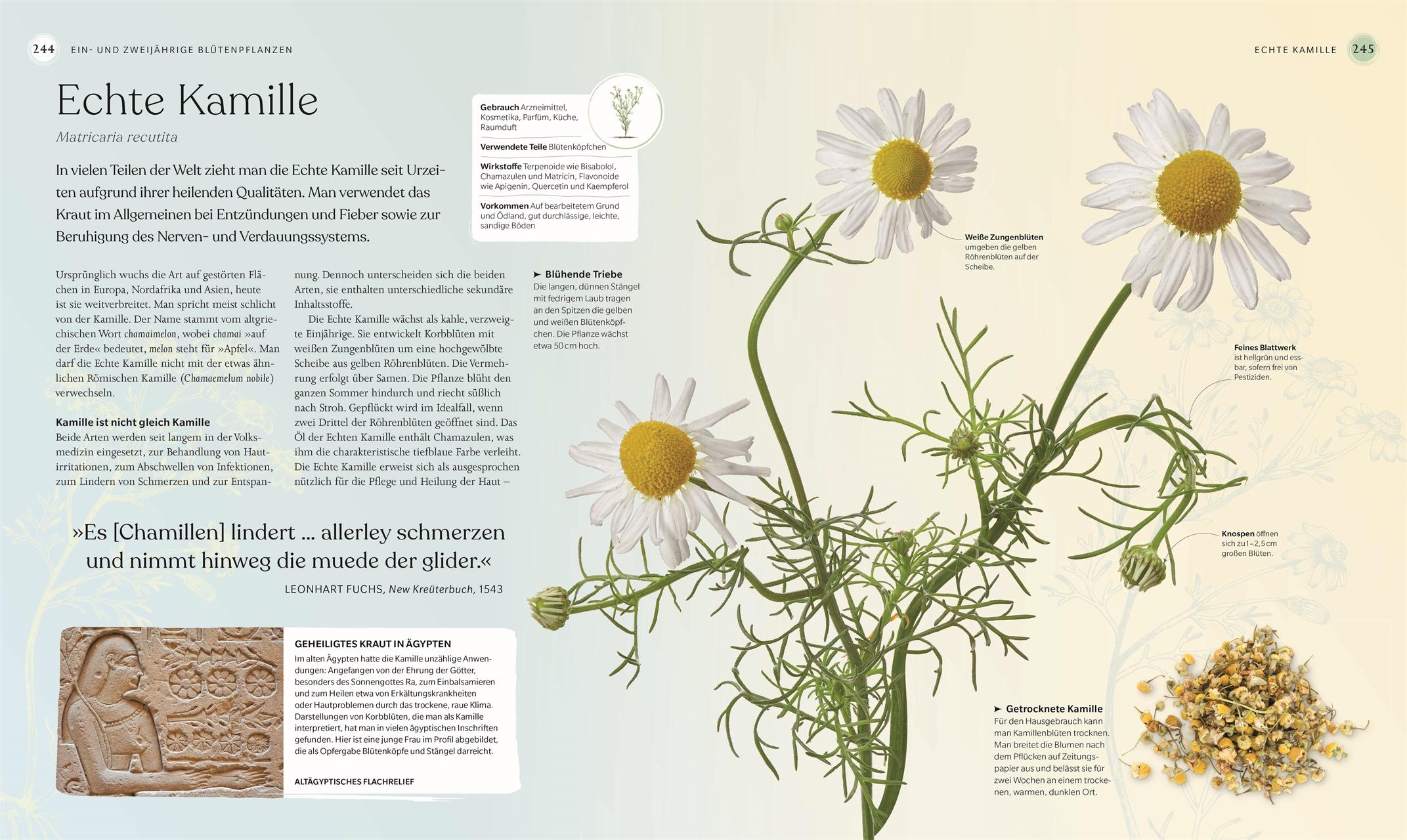 Beispielinhalt (Bild) Heilpflanzen