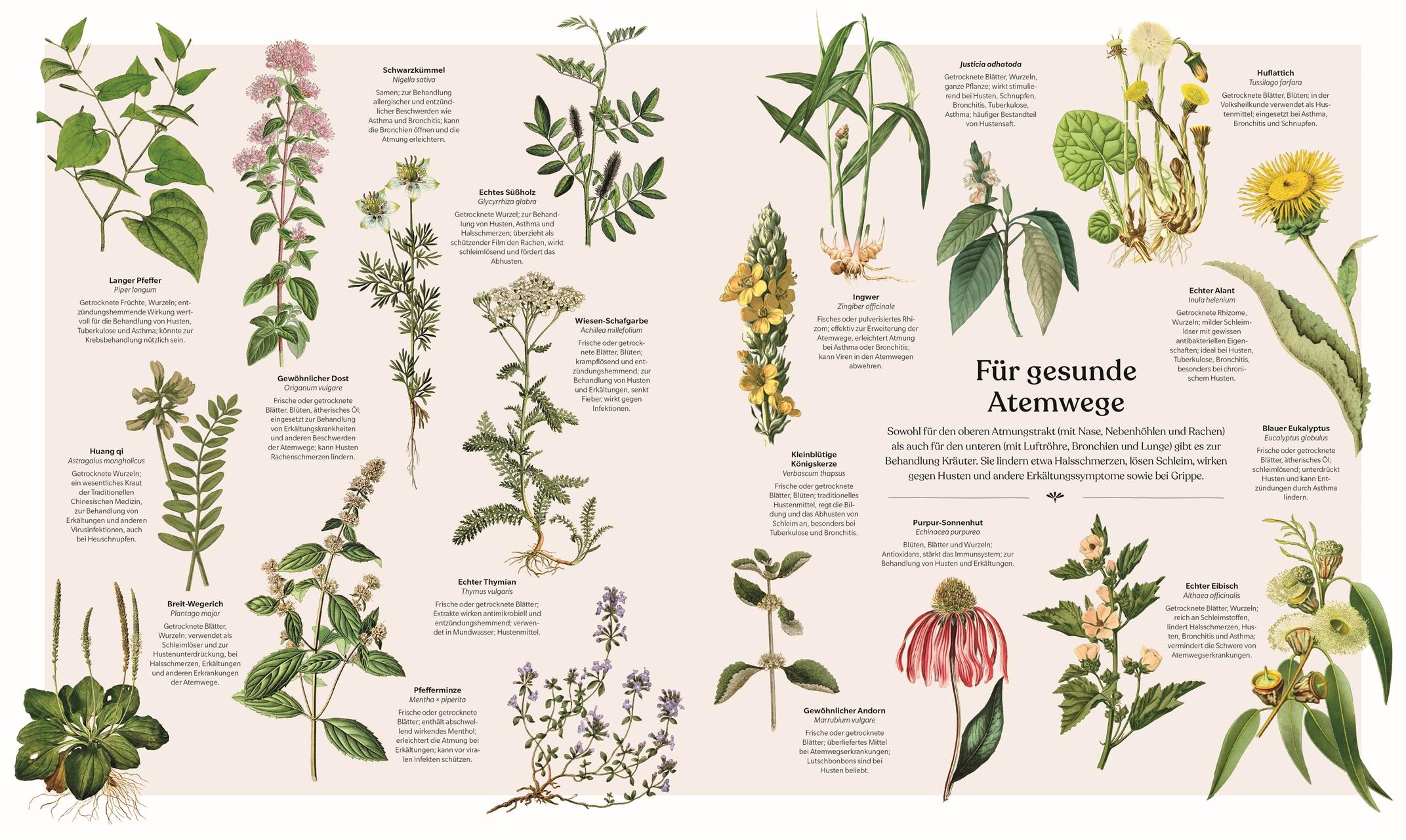 Beispielinhalt (Bild) Heilpflanzen