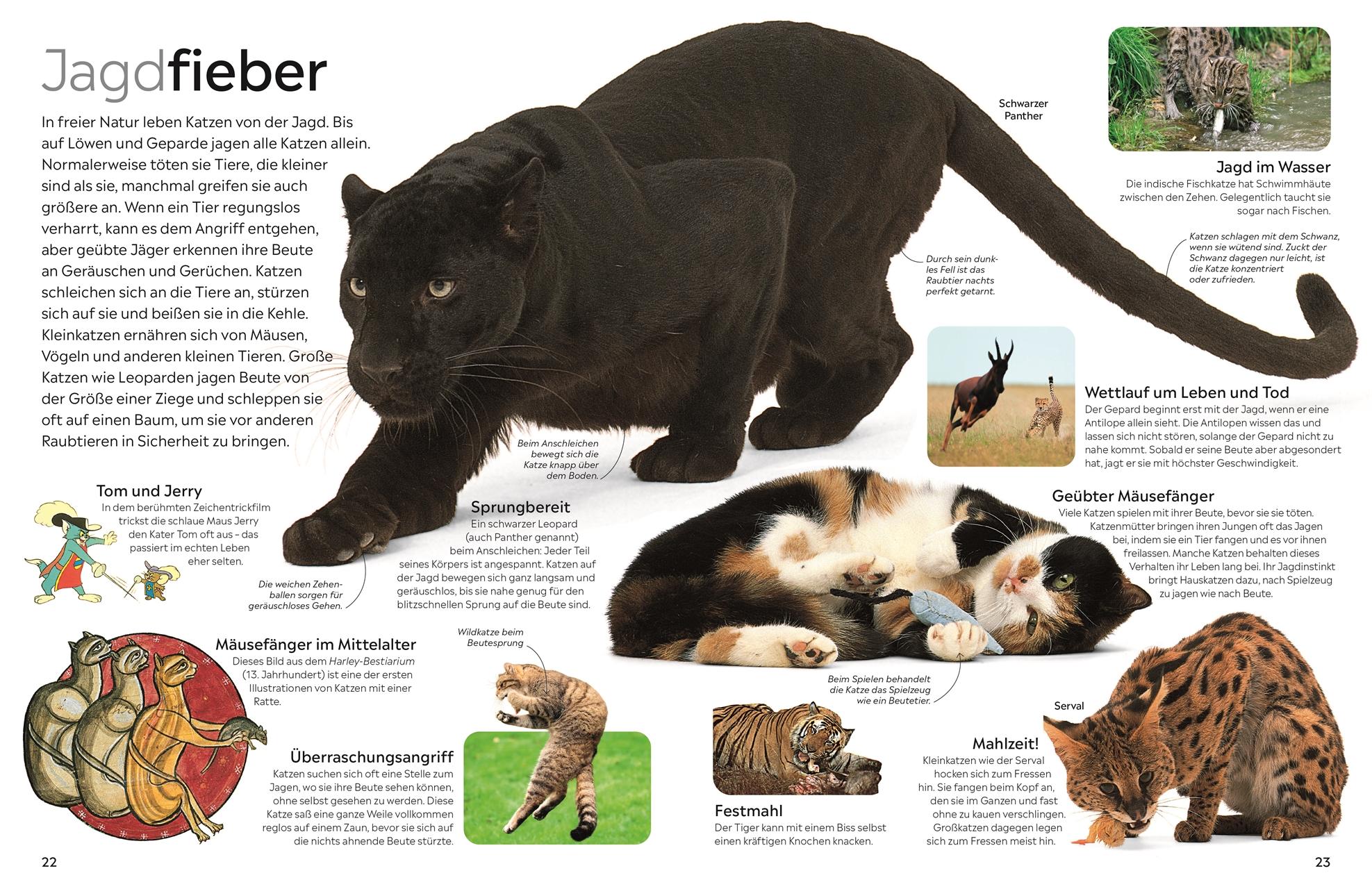 Beispielinhalt (Bild) memo Wissen. Katzen