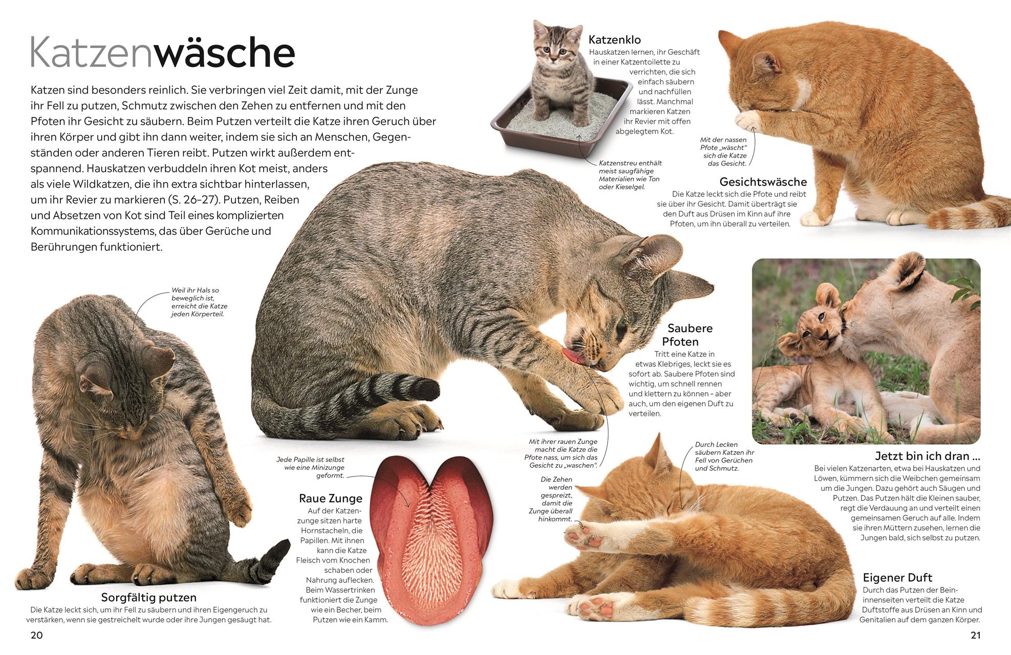 Beispielinhalt (Bild) memo Wissen. Katzen