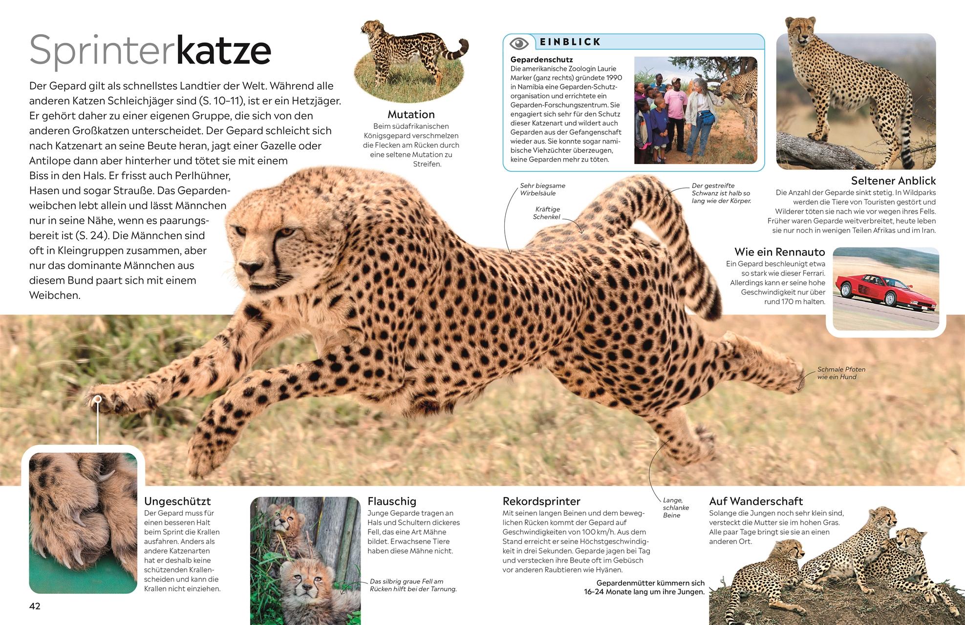 Beispielinhalt (Bild) memo Wissen. Katzen