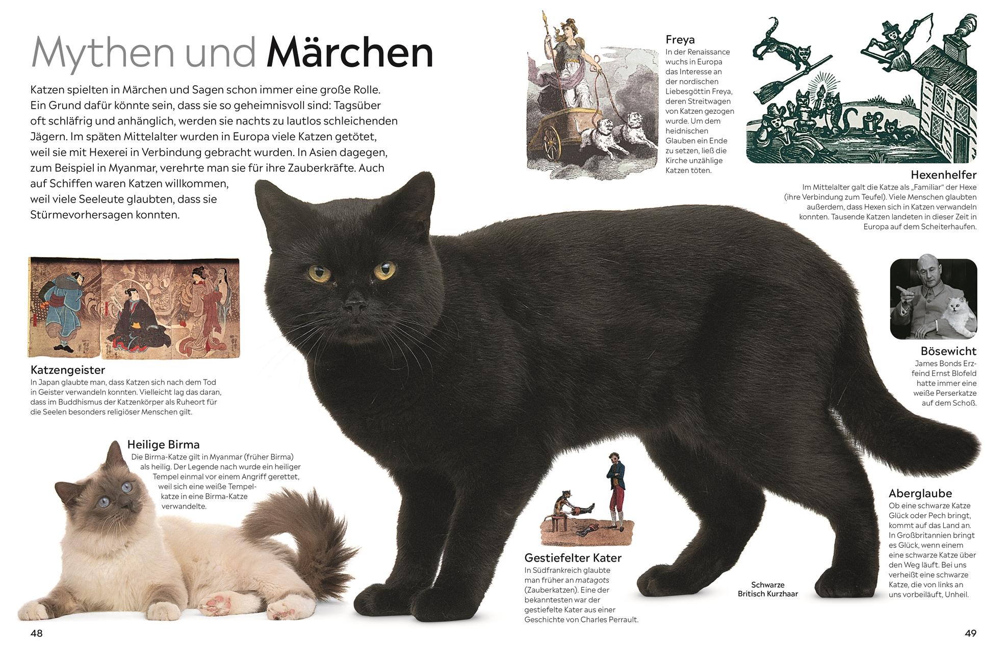 Beispielinhalt (Bild) memo Wissen. Katzen