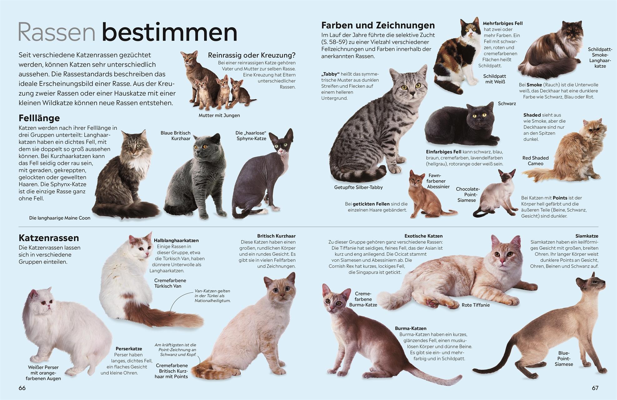 Beispielinhalt (Bild) memo Wissen. Katzen