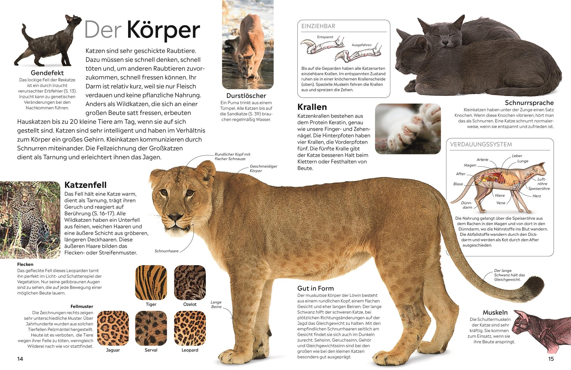 Beispielinhalt (Bild) memo Wissen. Katzen