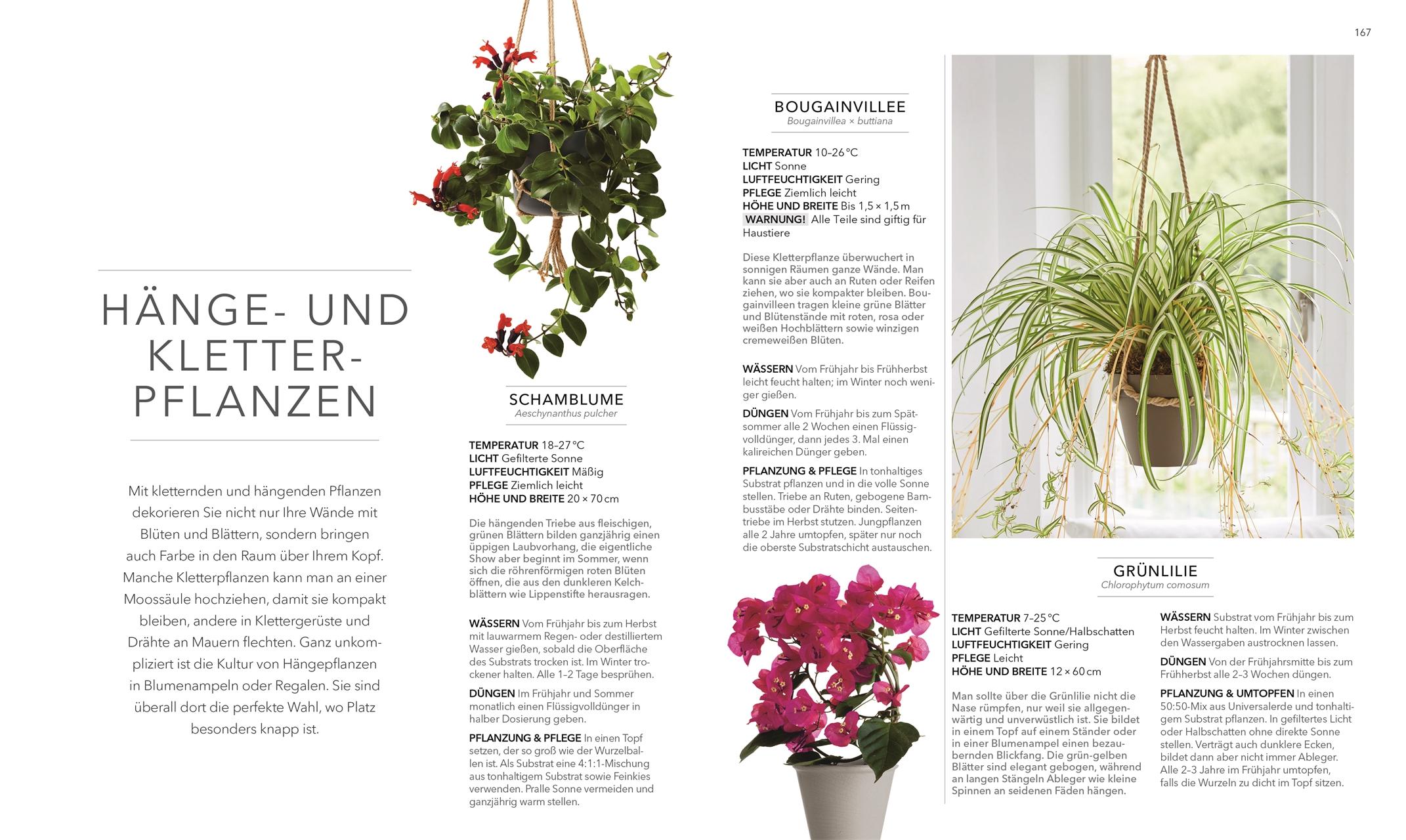 Beispielinhalt (Bild) Das große Buch der Zimmerpflanzen