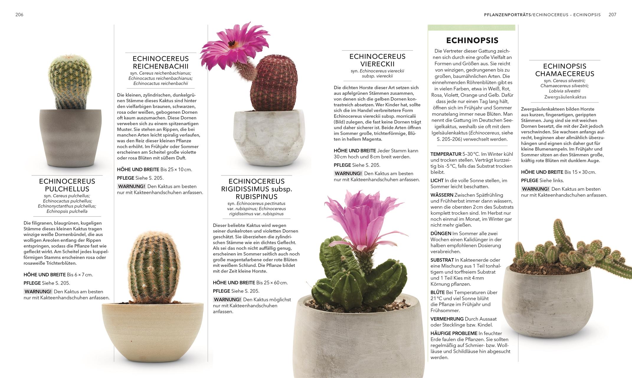 Beispielinhalt (Bild) Das große Buch der Zimmerpflanzen