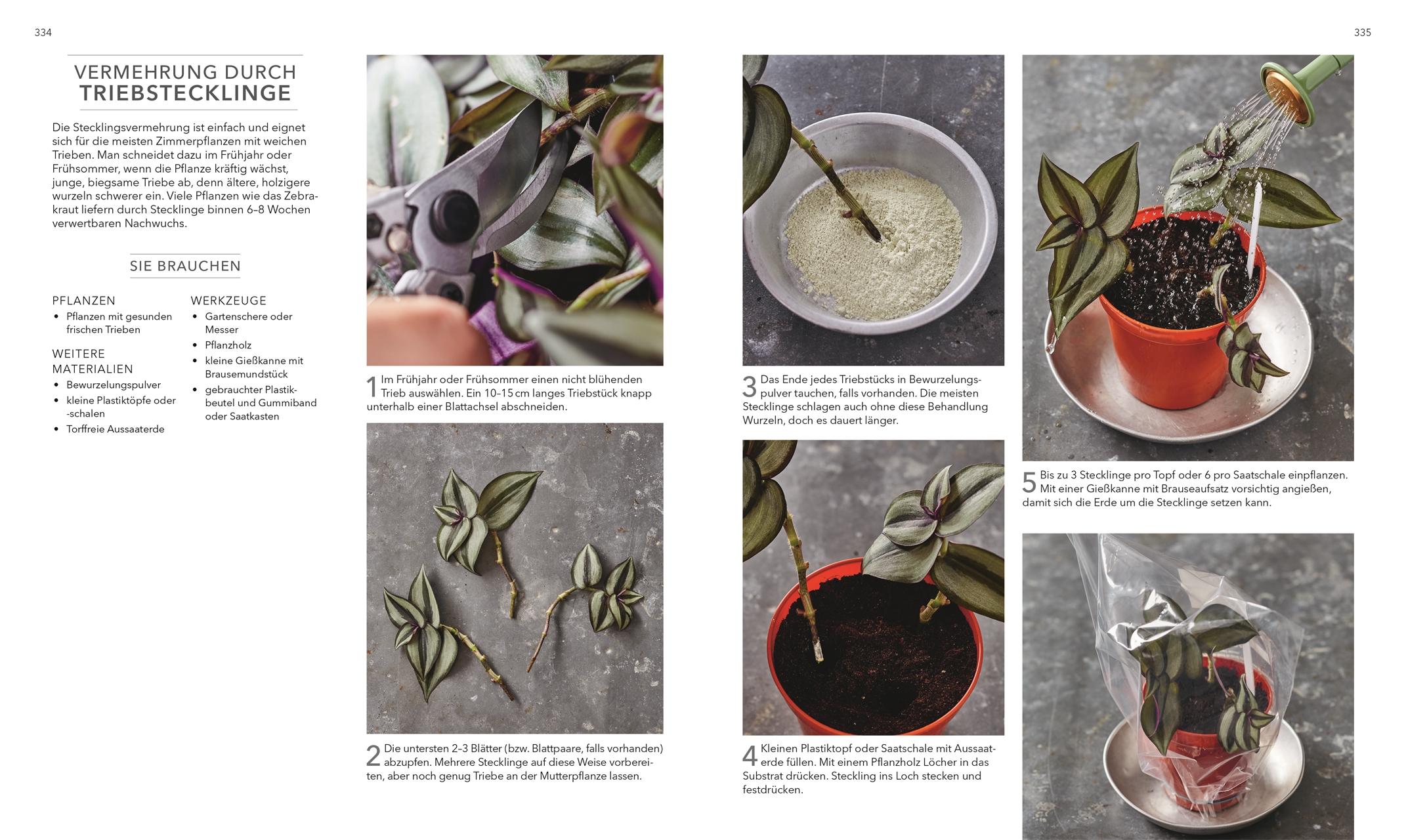 Beispielinhalt (Bild) Das große Buch der Zimmerpflanzen