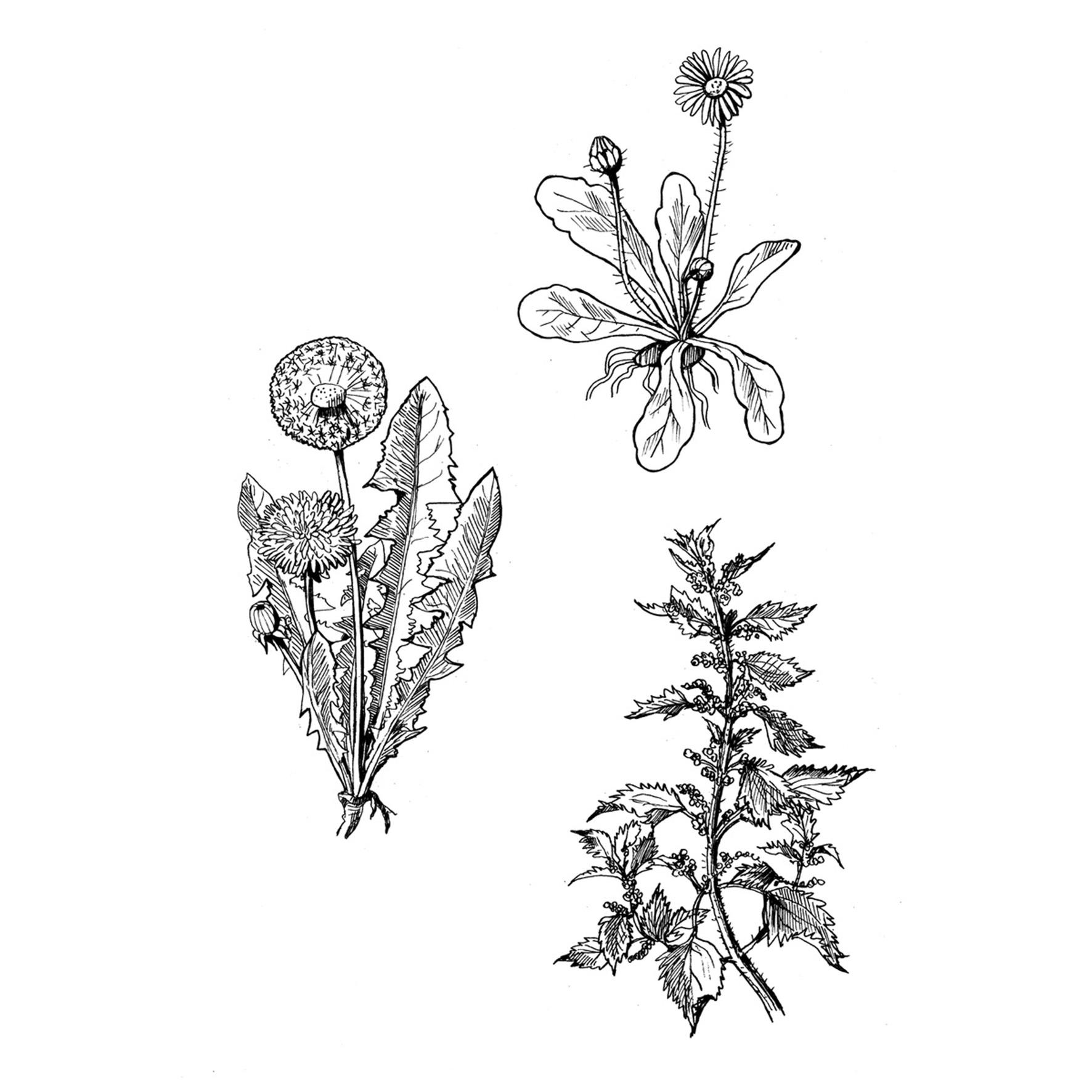 Beispielinhalt (Bild) Die große Zeichenbibliothek