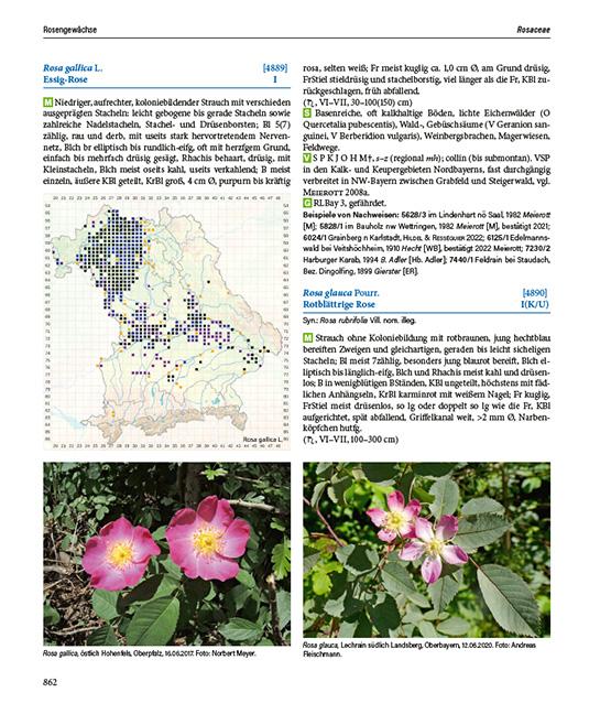 Beispielinhalt (Bild) Flora von Bayern
