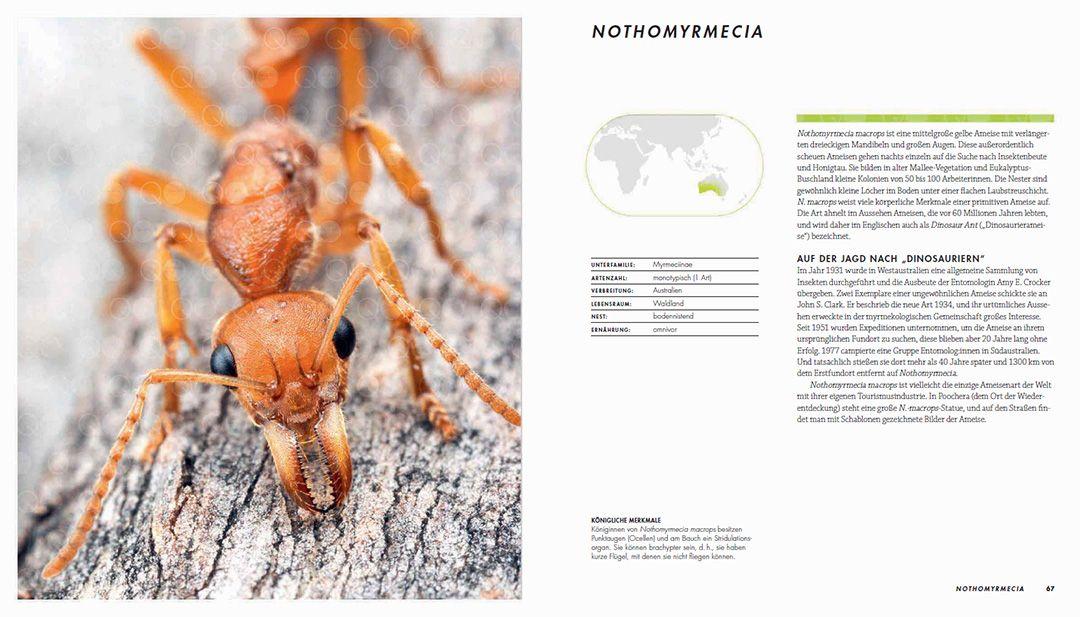 Beispielinhalt (Bild) Ameisen