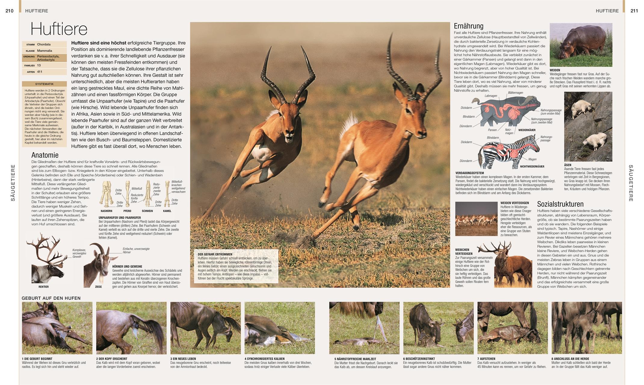 Beispielinhalt (Bild) DK Bibliothek. Tiere