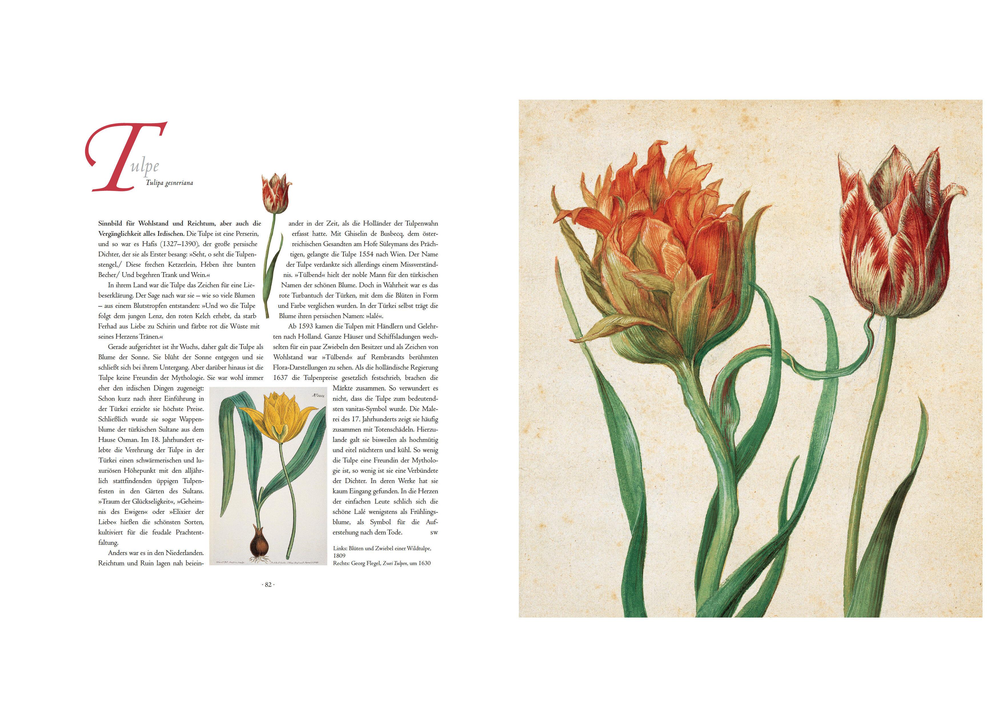 Beispielinhalt (Bild) Die Sprache der Blumen. Pflanzen und ihre symbolische Bedeutung