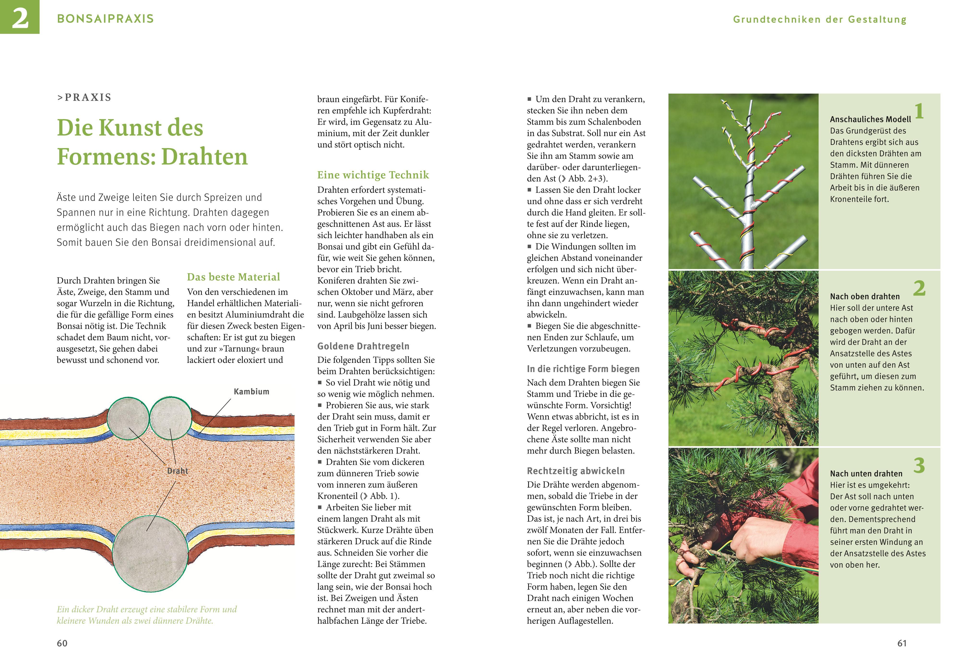 Beispielinhalt (Bild) Bonsai ziehen, gestalten und pflegen