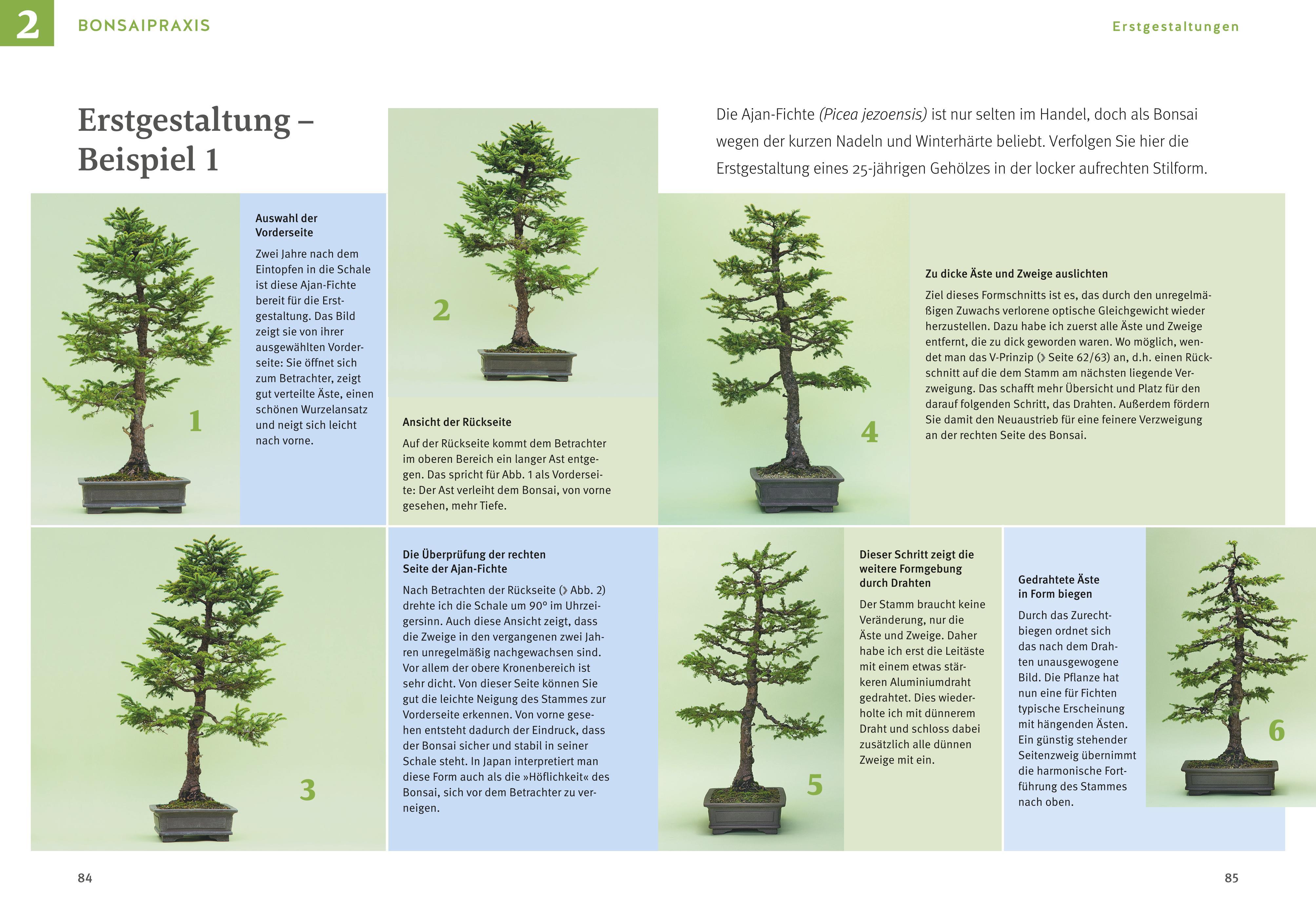 Beispielinhalt (Bild) Bonsai ziehen, gestalten und pflegen