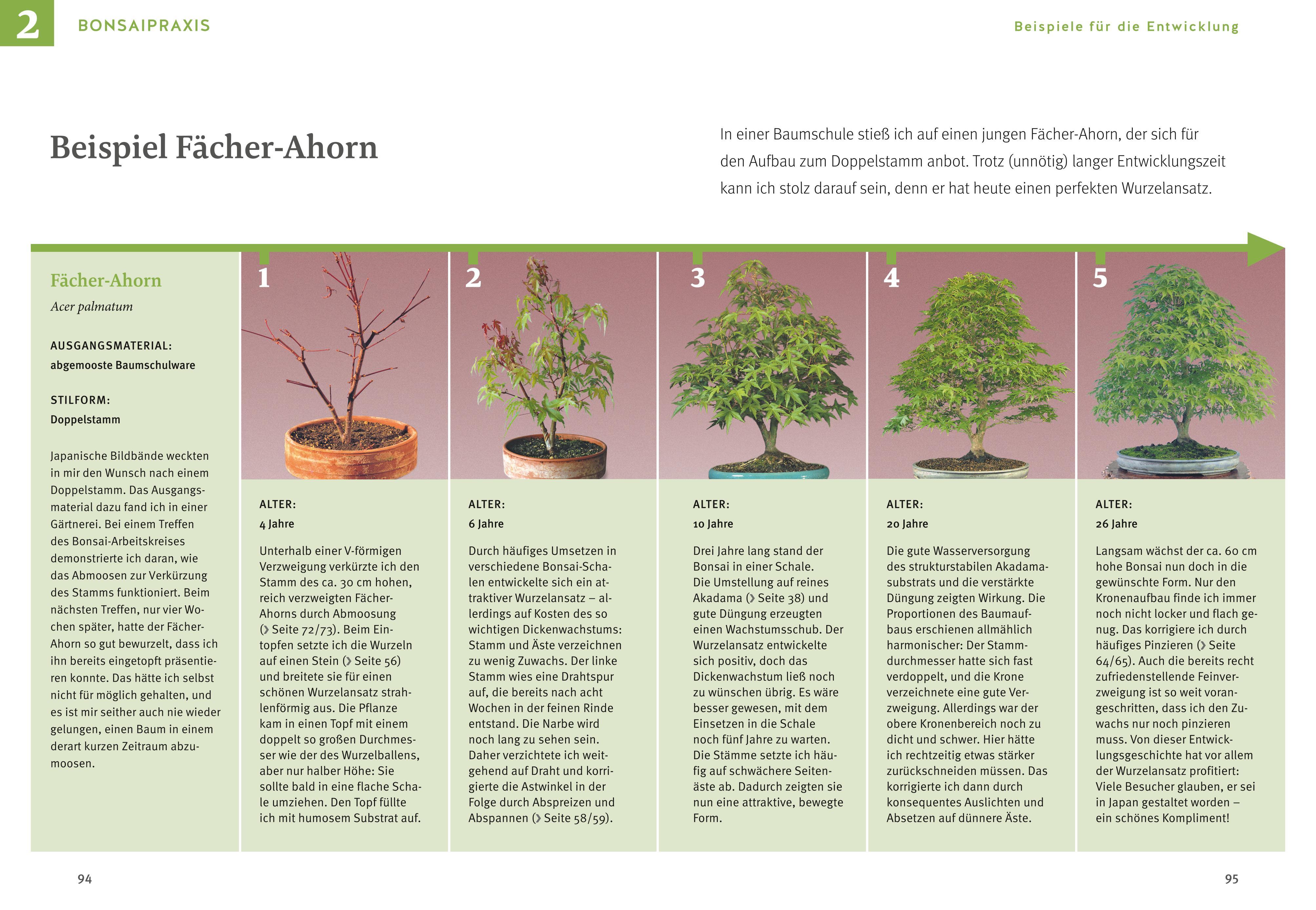 Beispielinhalt (Bild) Bonsai ziehen, gestalten und pflegen