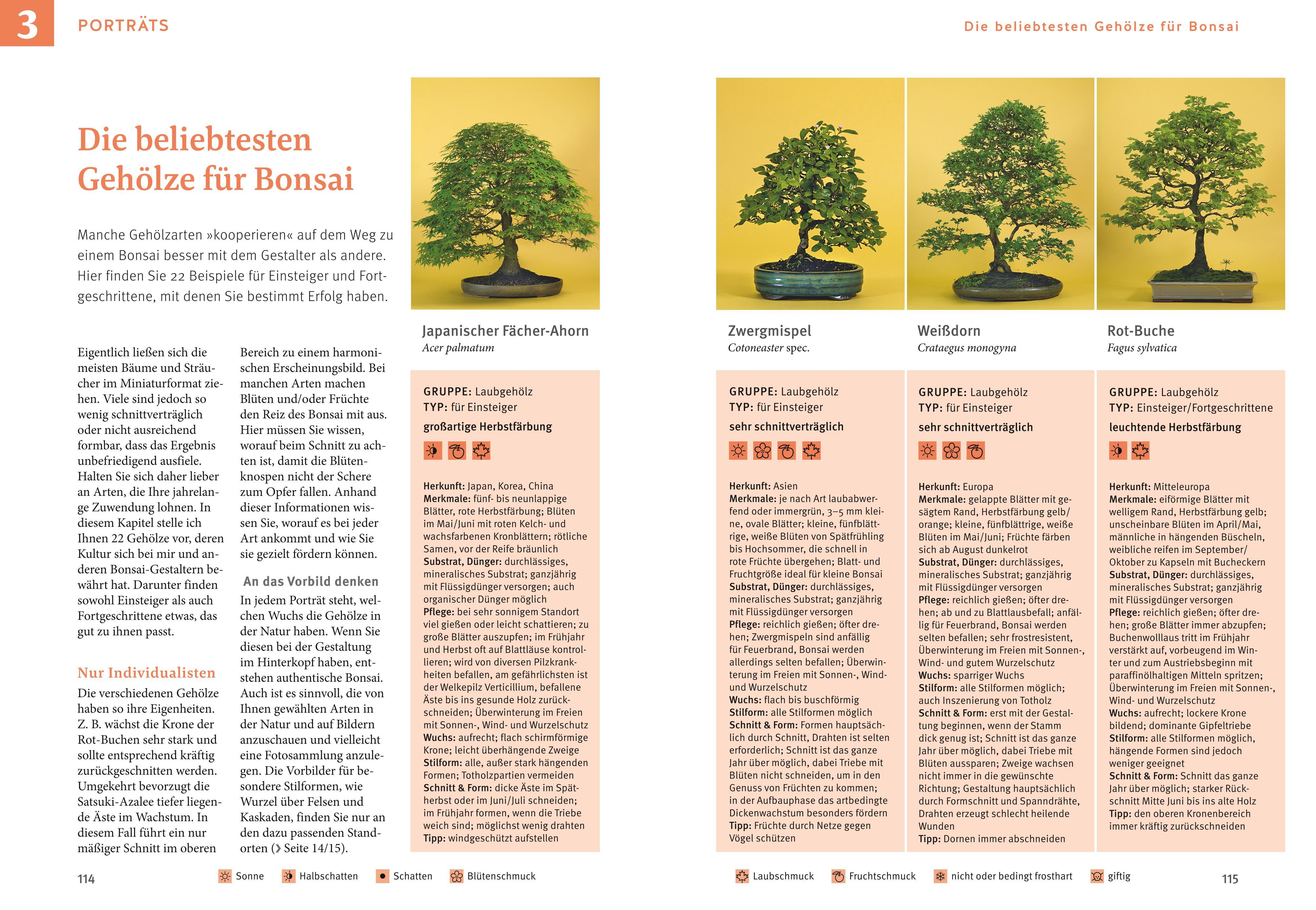 Beispielinhalt (Bild) Bonsai ziehen, gestalten und pflegen