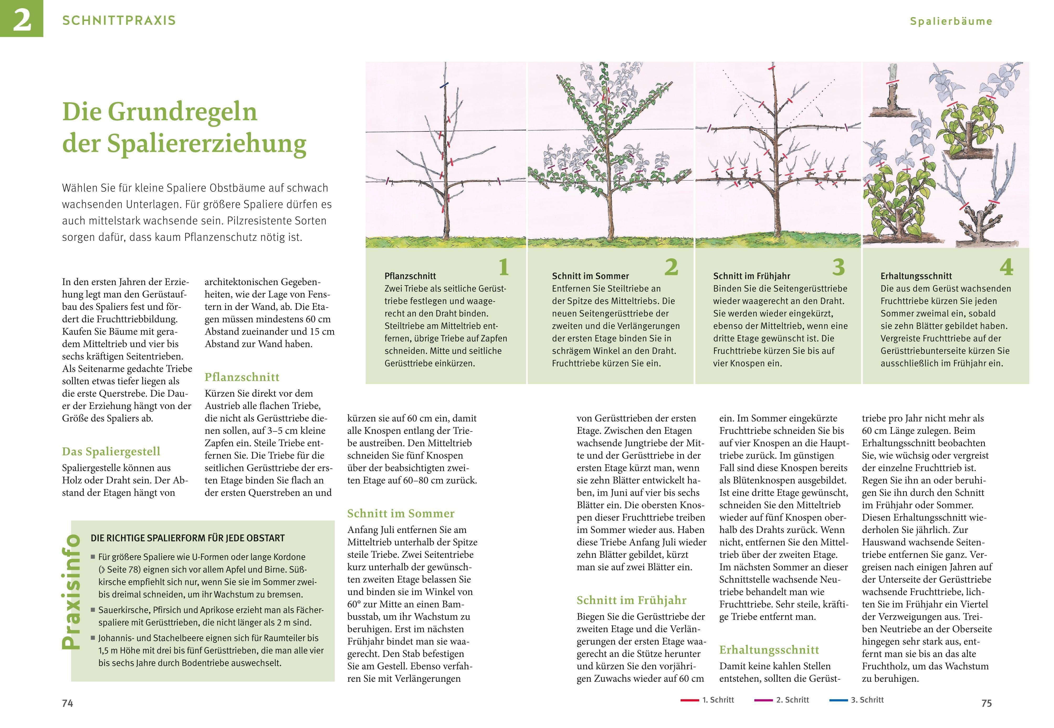 Beispielinhalt (Bild) Obstgehölze schneiden