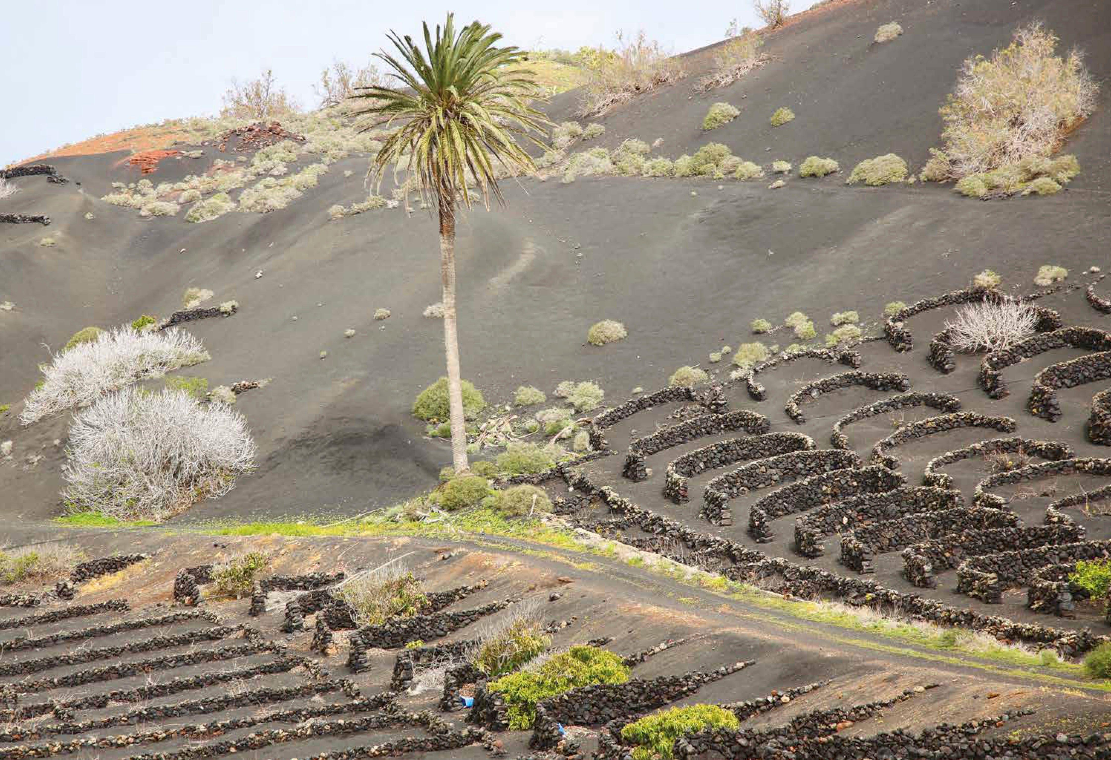Beispielinhalt (Bild) Atlas der außergewöhnlichen Weine