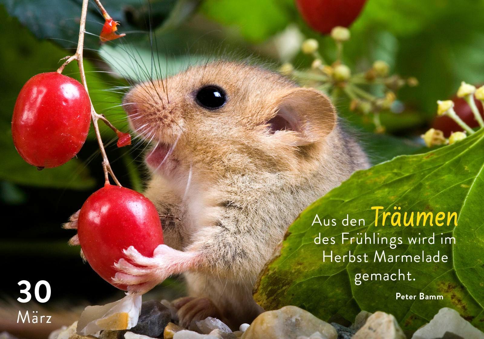 Beispielinhalt (Bild) 365 mal tierisch gut drauf!