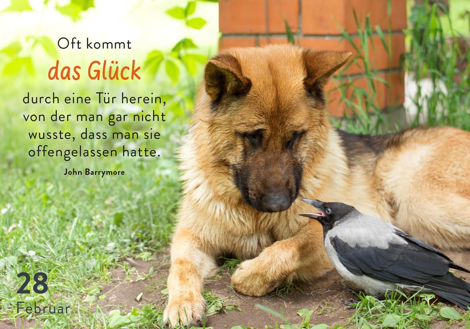 Beispielinhalt (Bild) 365 mal tierisch gut drauf!