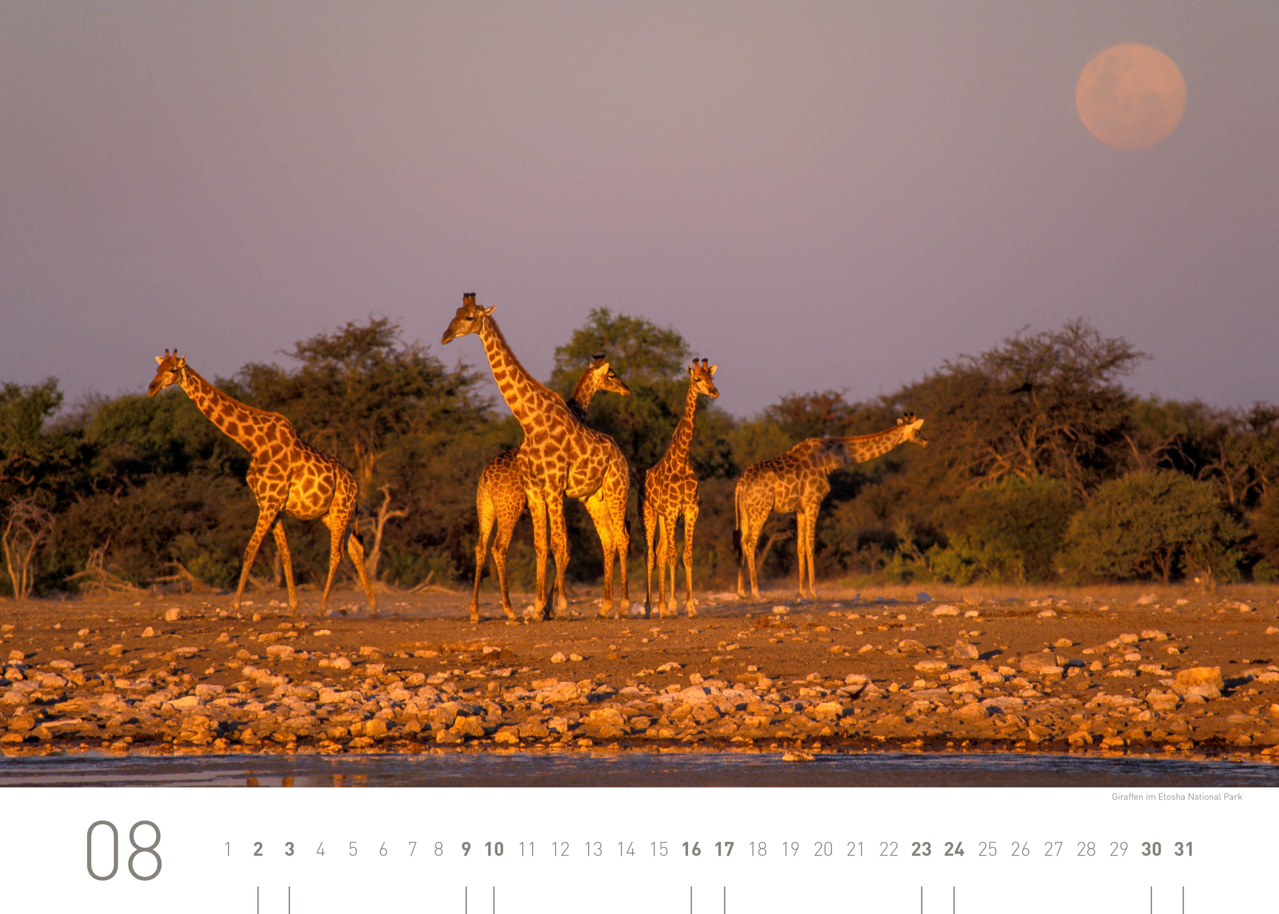 Beispielinhalt (Bild) 360° Namibia Exklusivkalender 2025