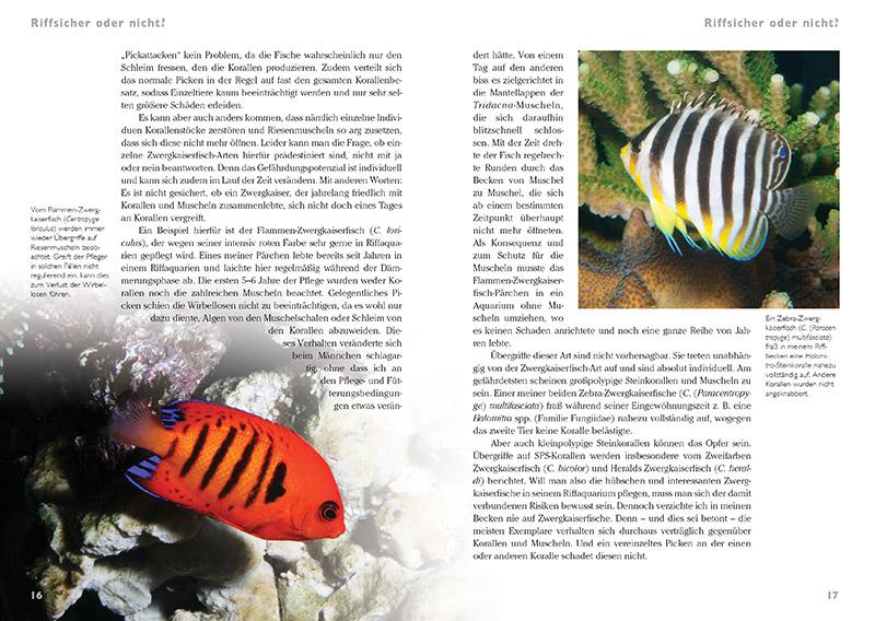 Beispielinhalt (Bild) Zwergkaiserfische im Meerwasseraquarium