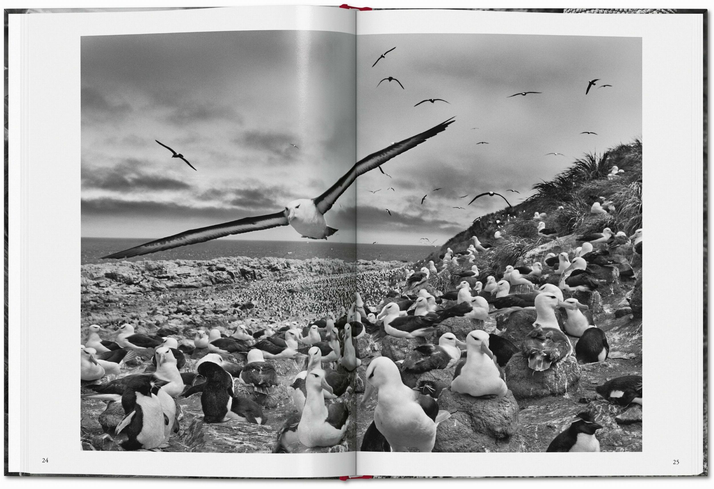 Beispielinhalt (Bild) Sebastião Salgado. Genesis