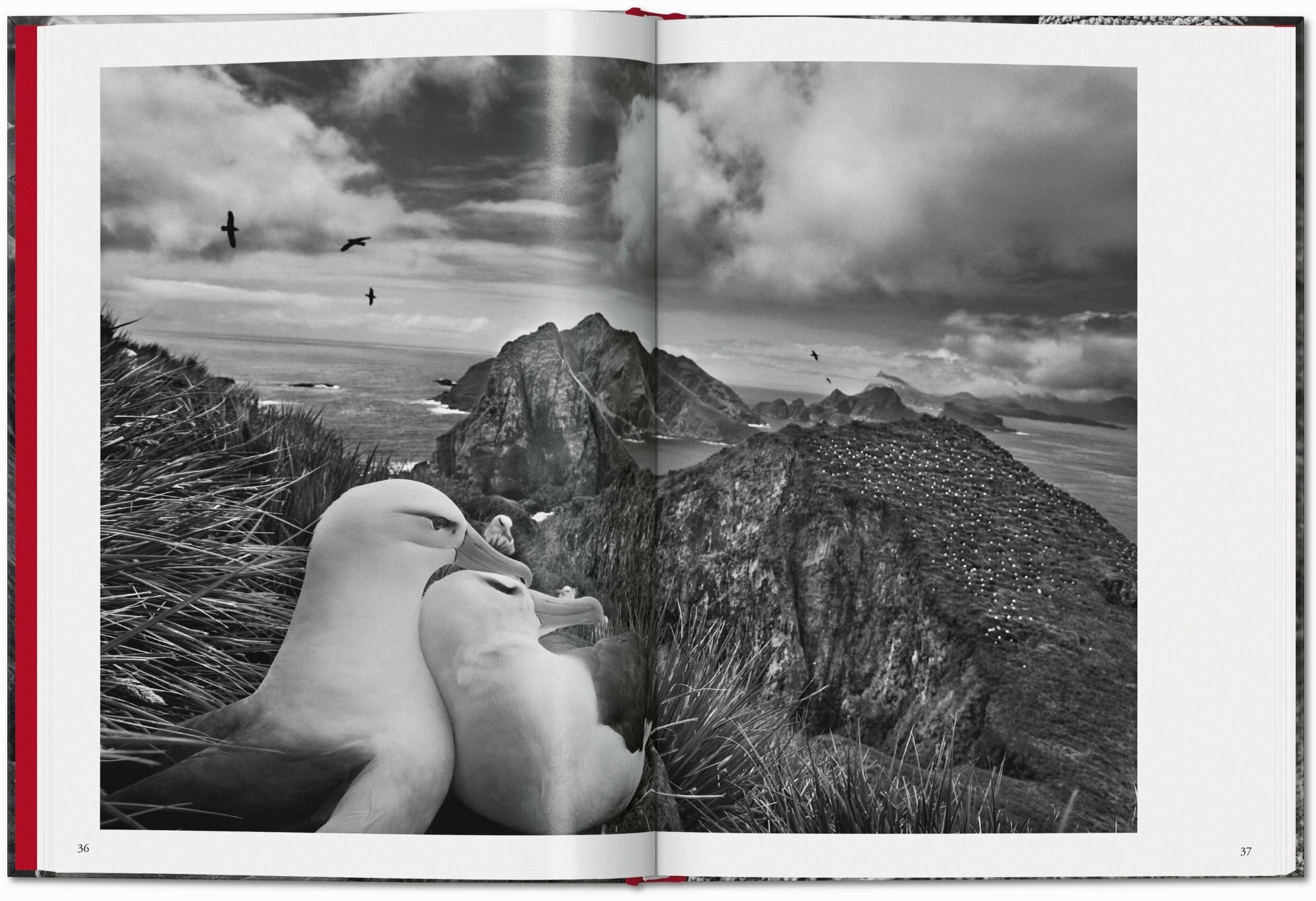 Beispielinhalt (Bild) Sebastião Salgado. Genesis