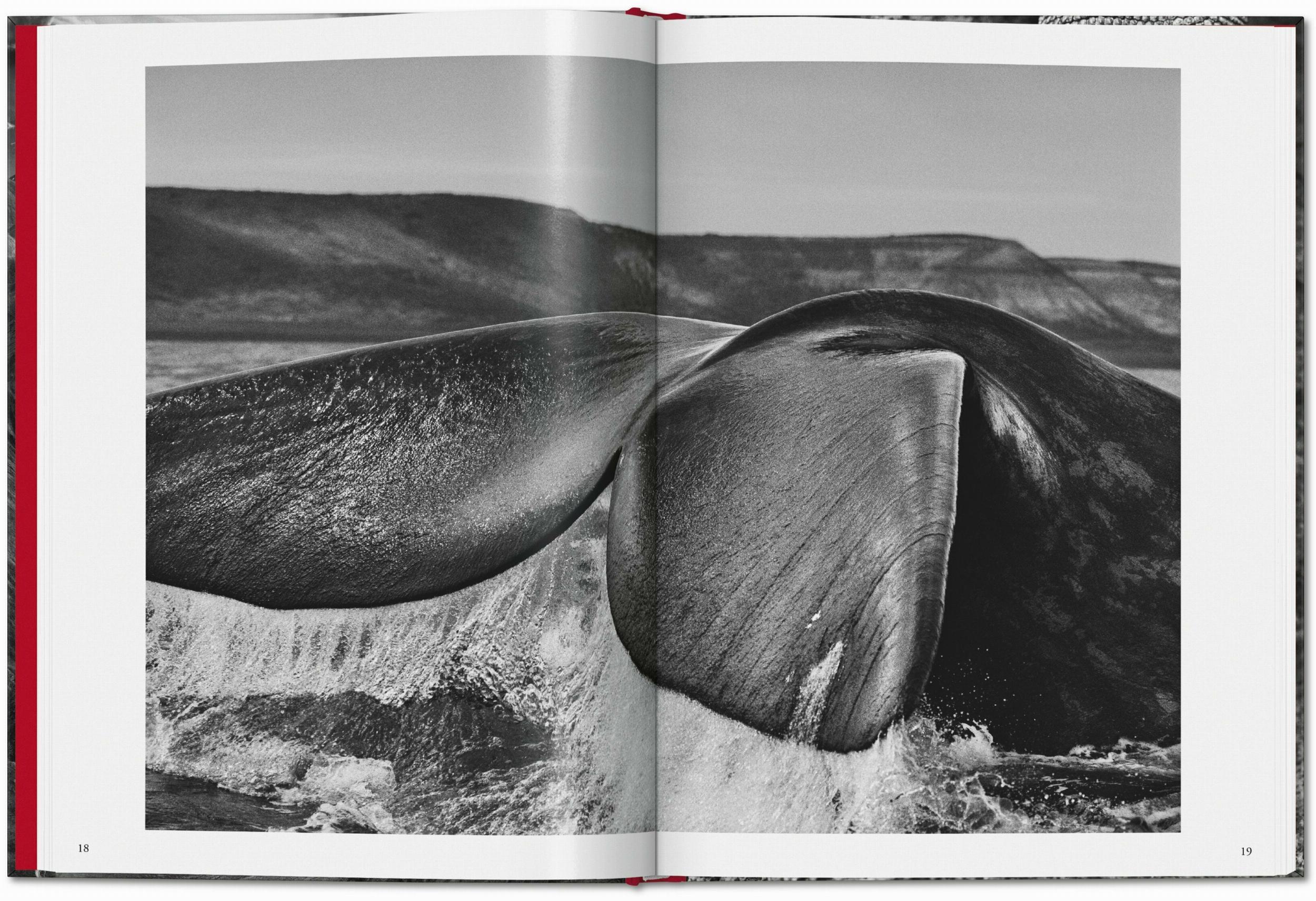 Beispielinhalt (Bild) Sebastião Salgado. Genesis