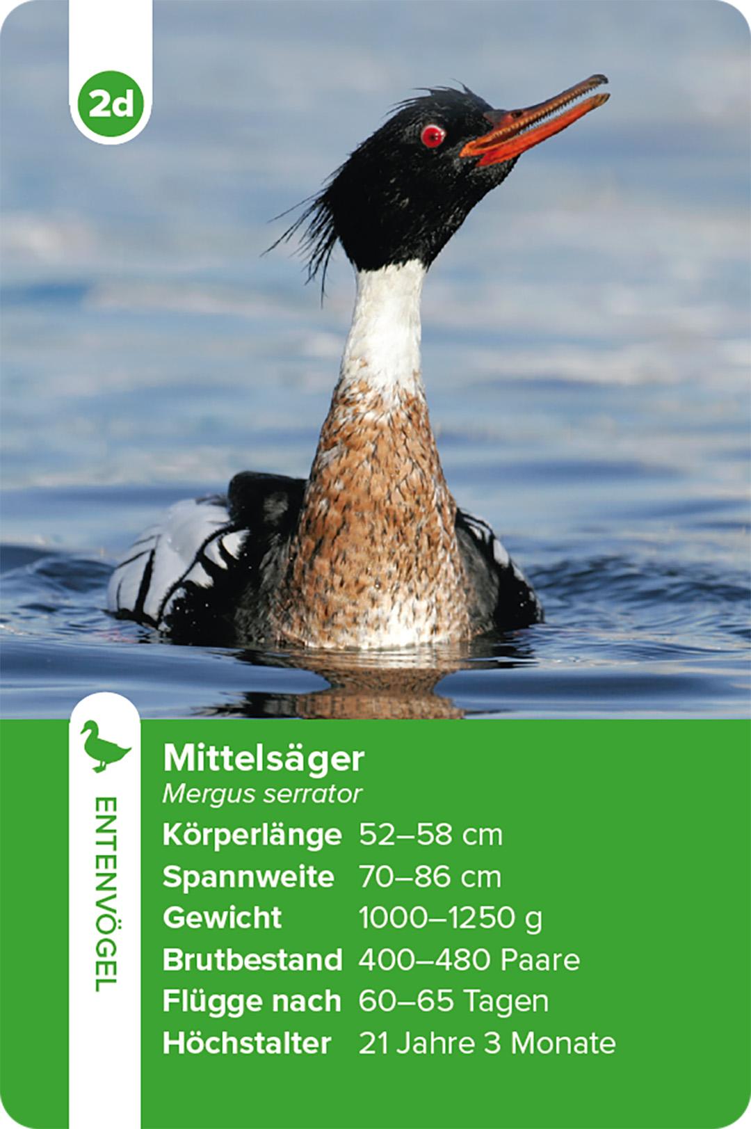 Beispielinhalt (Bild) Einheimische Vogelarten - das Quartett-Spiel