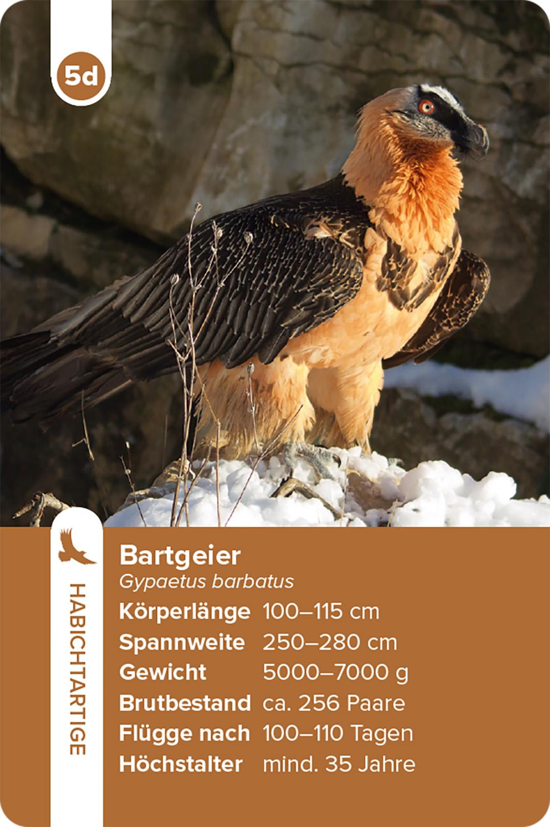 Beispielinhalt (Bild) Einheimische Vogelarten - das Quartett-Spiel