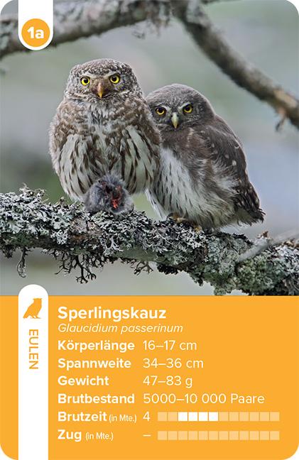 Beispielinhalt (Bild) Einheimische Vogelarten - das Quartett-Spiel