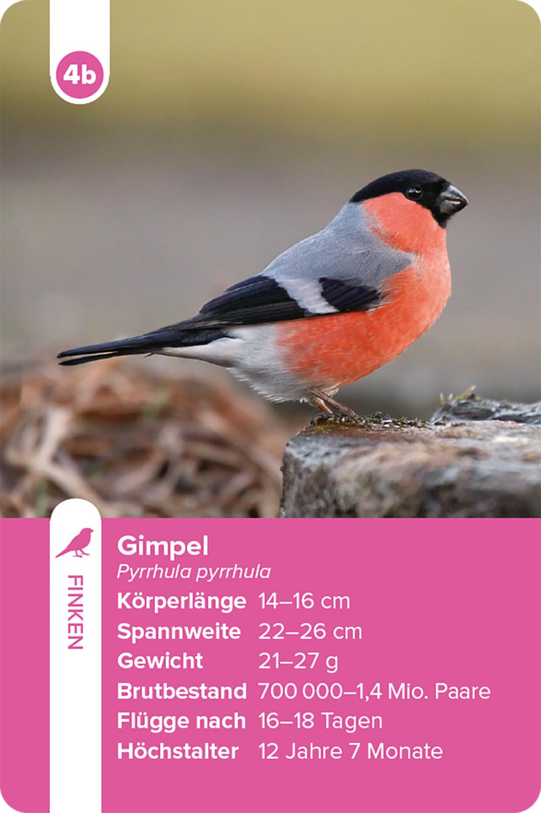 Beispielinhalt (Bild) Einheimische Vogelarten - das Quartett-Spiel