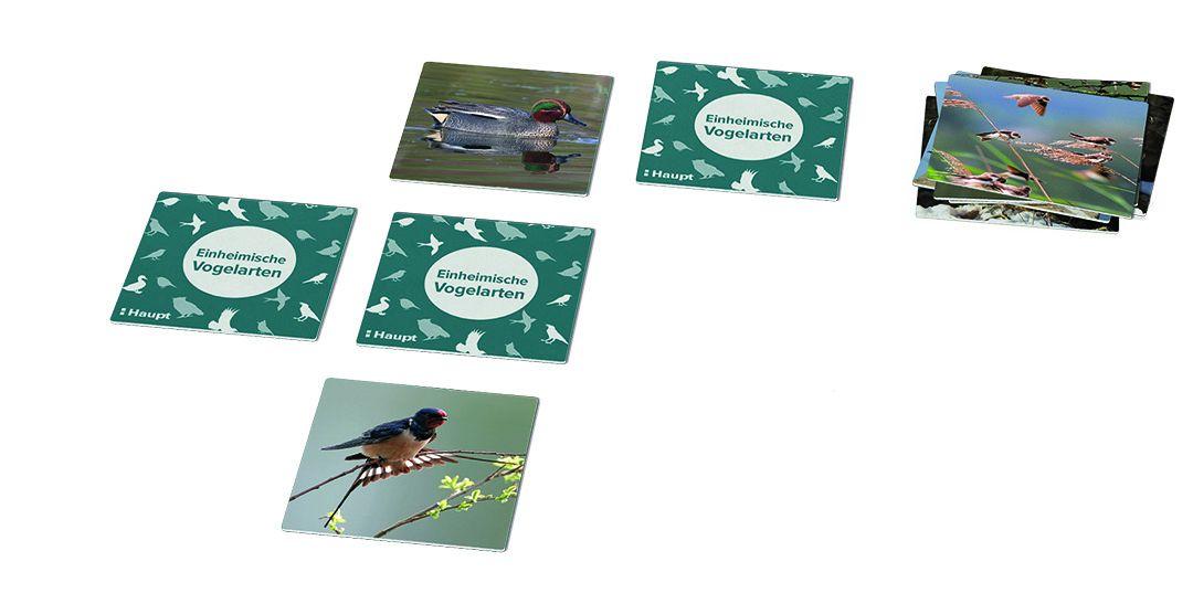 Beispielinhalt (Bild) Einheimische Vogelarten - das Memo-Spiel