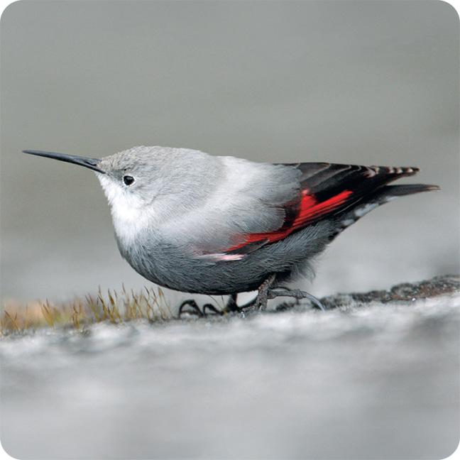 Beispielinhalt (Bild) Einheimische Vogelarten - das Memo-Spiel