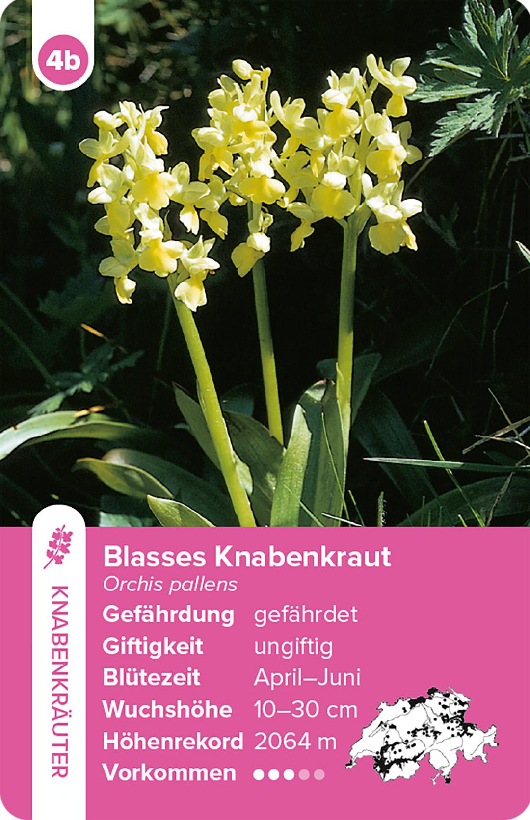 Beispielinhalt (Bild) Flora Helvetica - das Quartett-Spiel