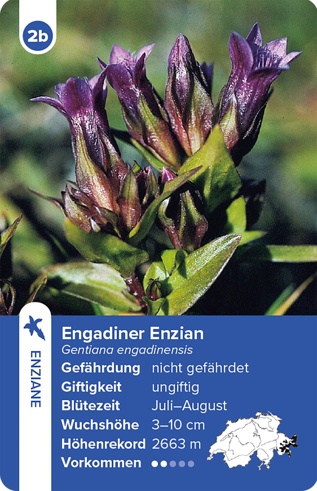 Beispielinhalt (Bild) Flora Helvetica - das Quartett-Spiel