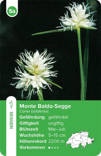 Beispielinhalt (Bild) Flora Helvetica - das Quartett-Spiel