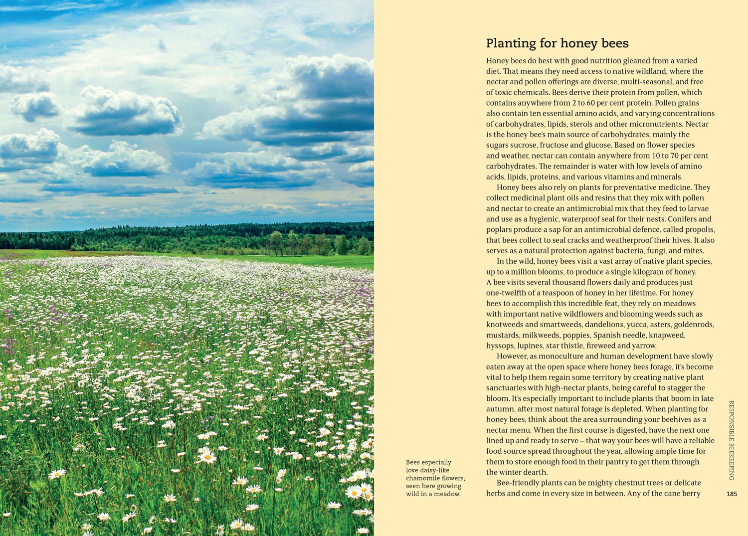 Beispielinhalt (Bild) The Beekeeper's Field Guide