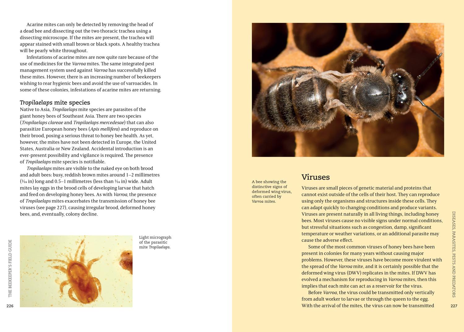 Beispielinhalt (Bild) The Beekeeper's Field Guide