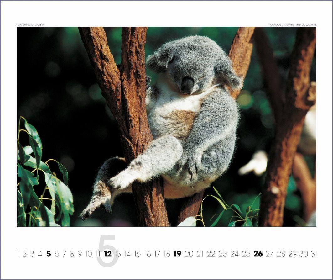 Beispielinhalt (Bild) Australien 2025