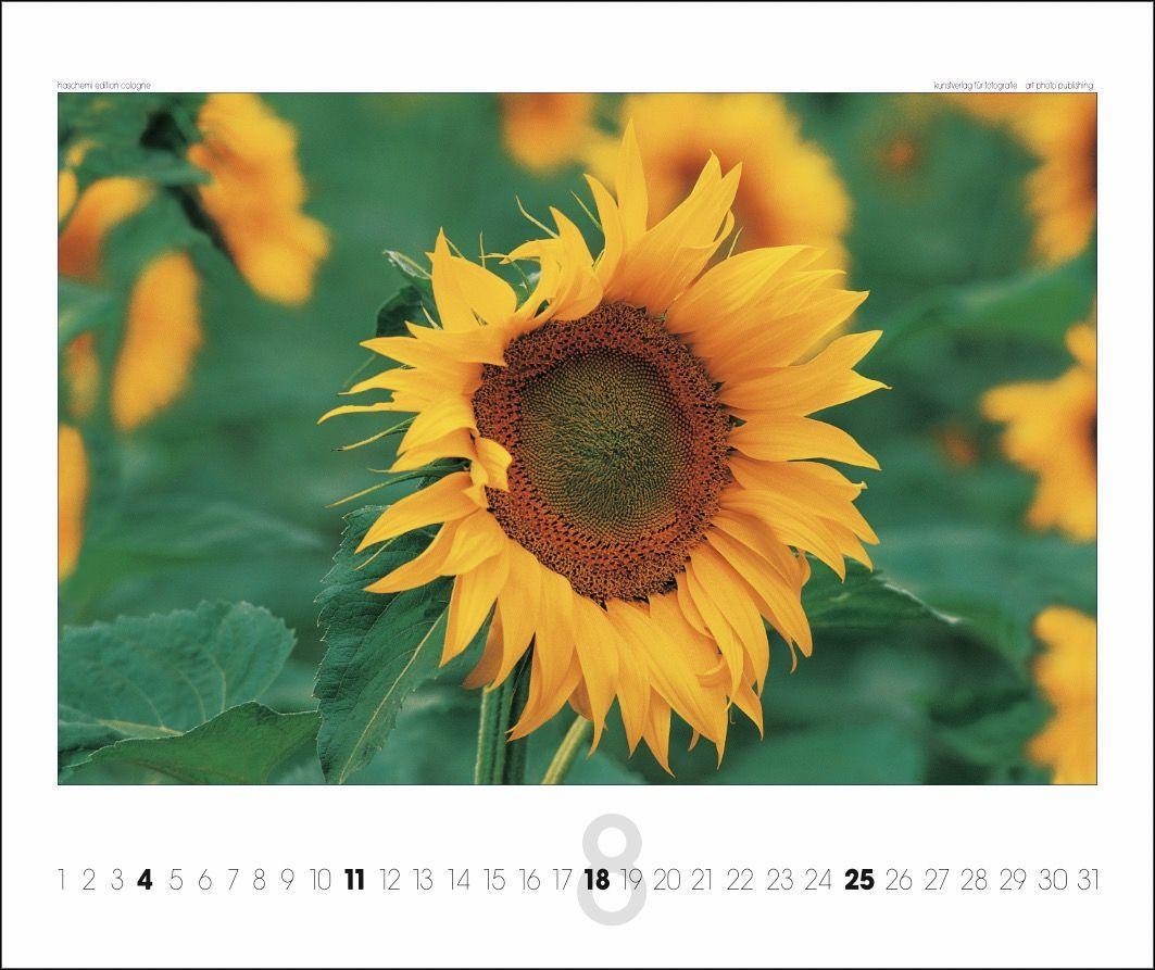 Beispielinhalt (Bild) Provence 2025