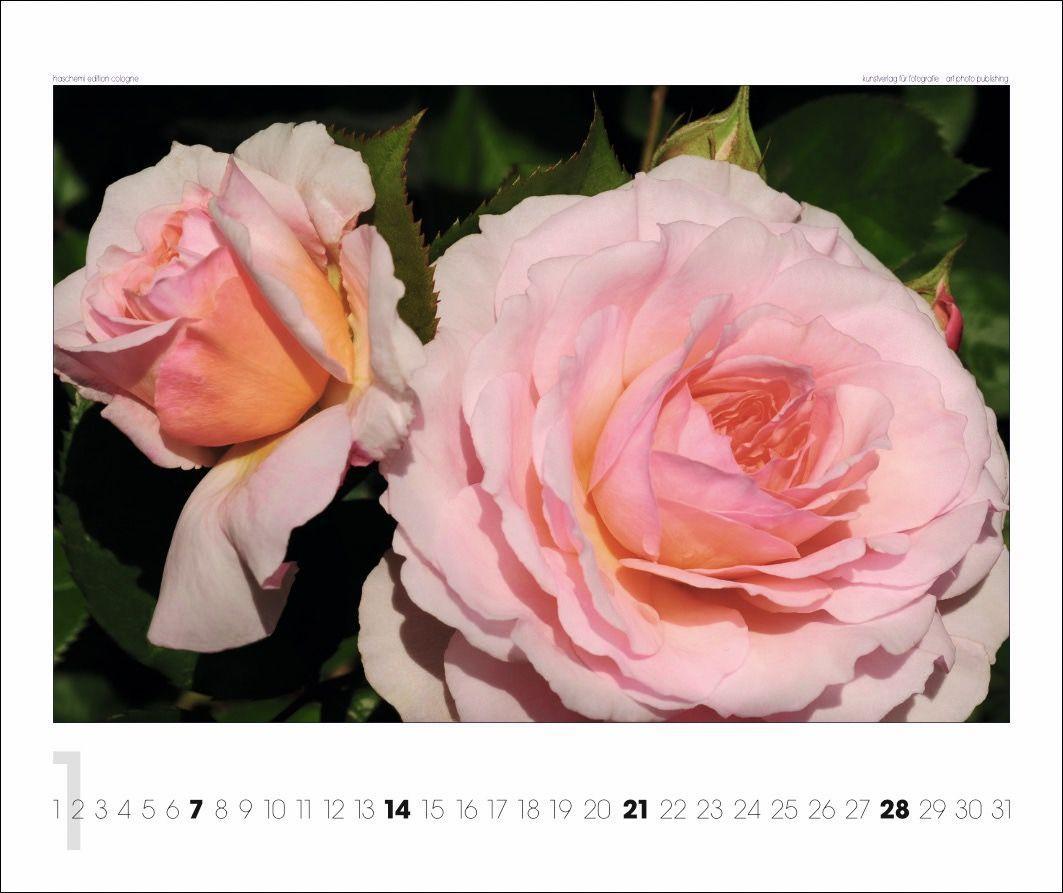 Beispielinhalt (Bild) Rosen 2025
