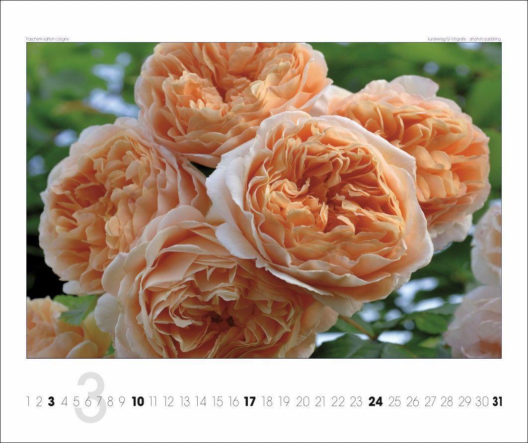 Beispielinhalt (Bild) Rosen 2025